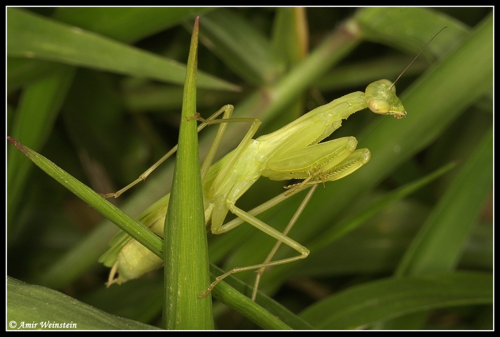 Mantodea d''Israele: Miomantis telavivensis